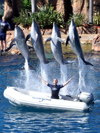 dolphins-leap-over-a-boat-at-the-finale-of-the-data.jpg